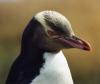 Yellow-eyed Penguin