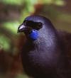 North Island kokako