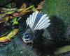 Fantail