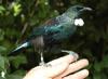 Tui