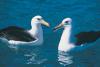 Black-browed Albatross