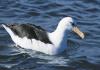 Campbell Island Albatross
