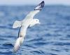 Antarctic Fulmar