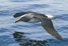 Buller's Albatross