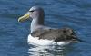 Chatham Island Albatross