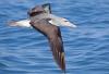Salvin's Albatross