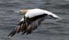 Australasian Gannet
