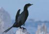 Little Shag