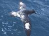 Cape Petrel