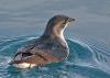 Common Diving Petrel