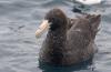 Southern Giant Petrel