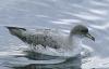Grey Petrel