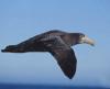 Northern Giant Petrel