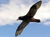 Westland Black Petrel