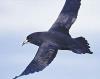 White-chinned Petrel