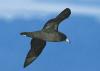 Flesh-footed Shearwater