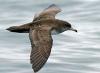 Pink-footed Shearwater