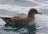 Sooty Shearwater