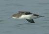 Hutton's Shearwater