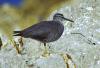 Wandering (Alaskan) Tattler