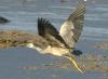 White-faced Heron