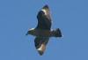 Brown skua
