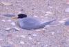 Fairy Tern