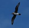 Kermadec Petrel