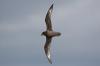 Providence Petrel