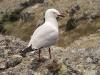 Red-billed Gull