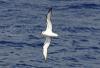White-naped Petrel