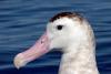 Antipodean Albatross