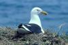 Black-backed Gull