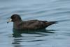 Black Petrel