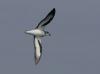 Black-winged Petrel