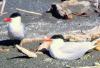 Caspian Tern