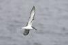 Cook's Petrel