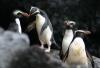 Fiordland Crested Penguin