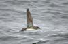 Fluttering Shearwater