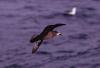Grey-faced Petrel