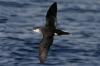 Little Shearwater