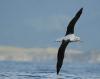 Northern Royal Albatross