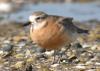 NZ Dotterel