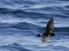 New Zealand Storm Petrel