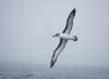Pacific (Northern Buller's) Albatross