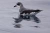 Pycroft's Petrel
