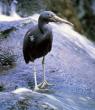 Reef Heron