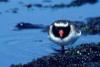 Shore Plover