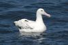 Snowy (Wandering) Albatross