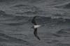 Soft-plumaged Petrel